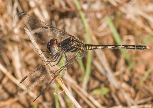 Réf. 217 048 : Diplacodes lefebvrii